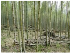Environmental Impacts of Bamboo Flooring