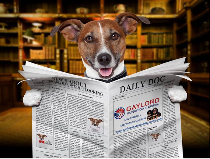 Choosing The Best Hardwood Floors For Dogs: 3 Factors you Must Consider - Sheen, Hardness and Finish