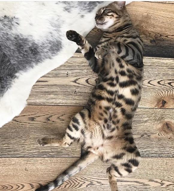 Is white oak hardwood flooring pet friendly?