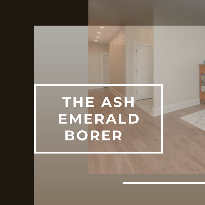 What is the Ash Emerald Borer?