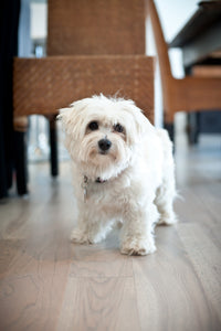 Best Flooring Options for Pets