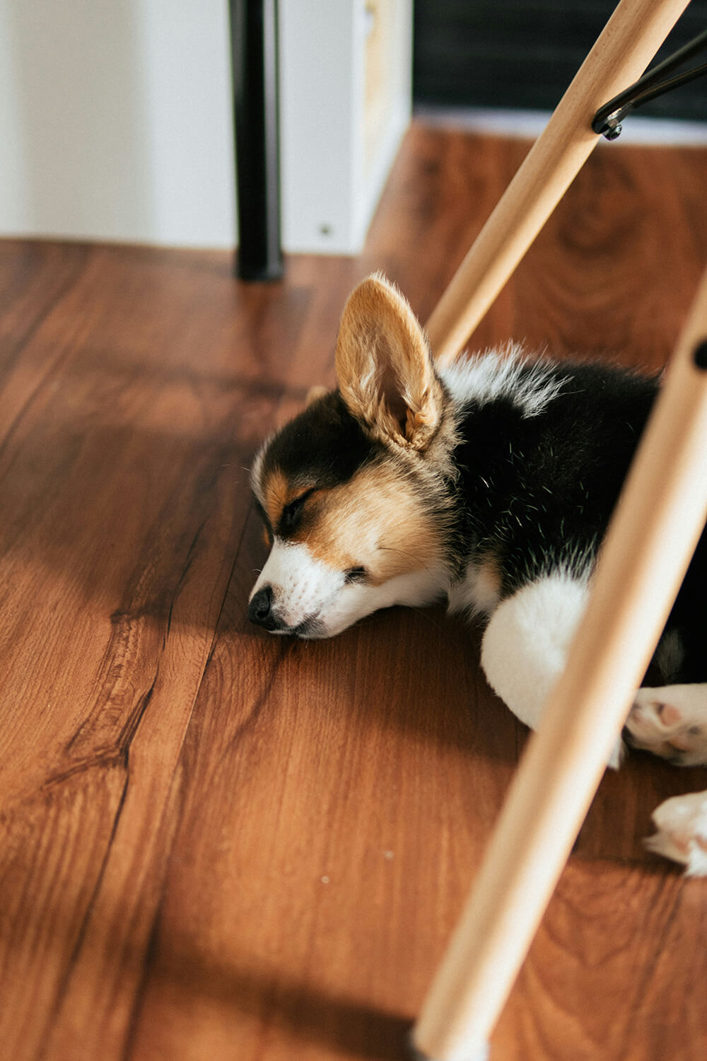 Best Hardwood Flooring for Pets