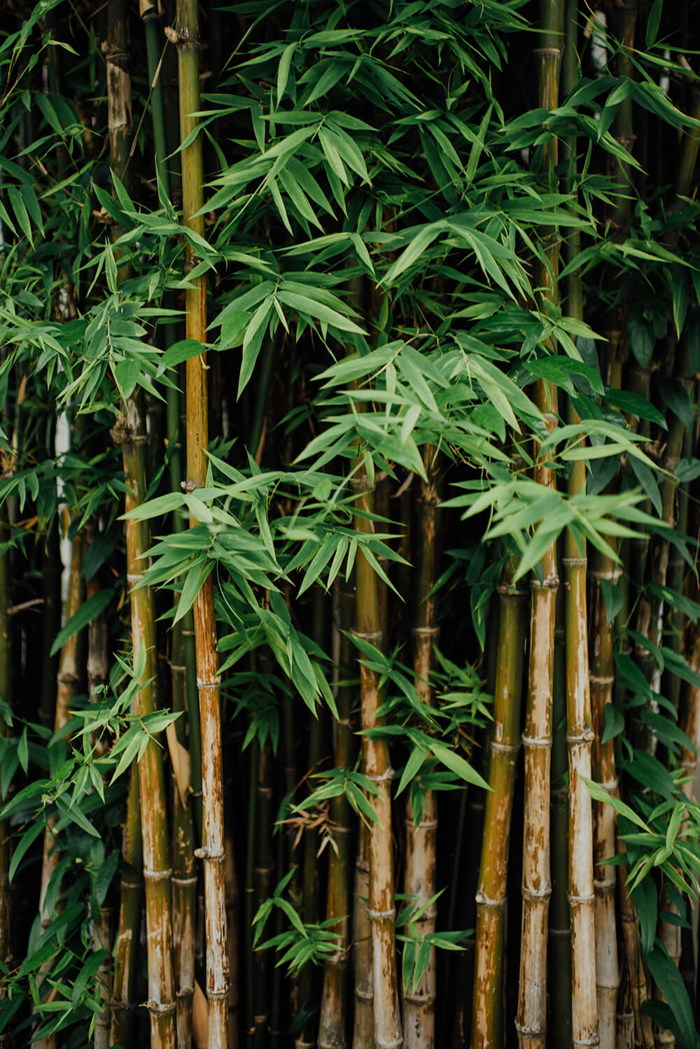 Problems With Bamboo Flooring: Choosing sustainable flooring options