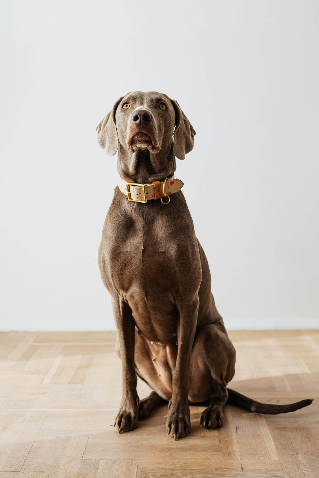 Choosing The Best Hardwood Floors For Dogs: 3 Factors you Must Consider - Sheen, Hardness and Finish