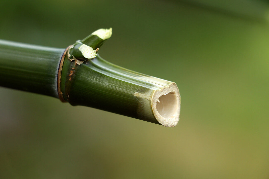 How Green is Bamboo Flooring?