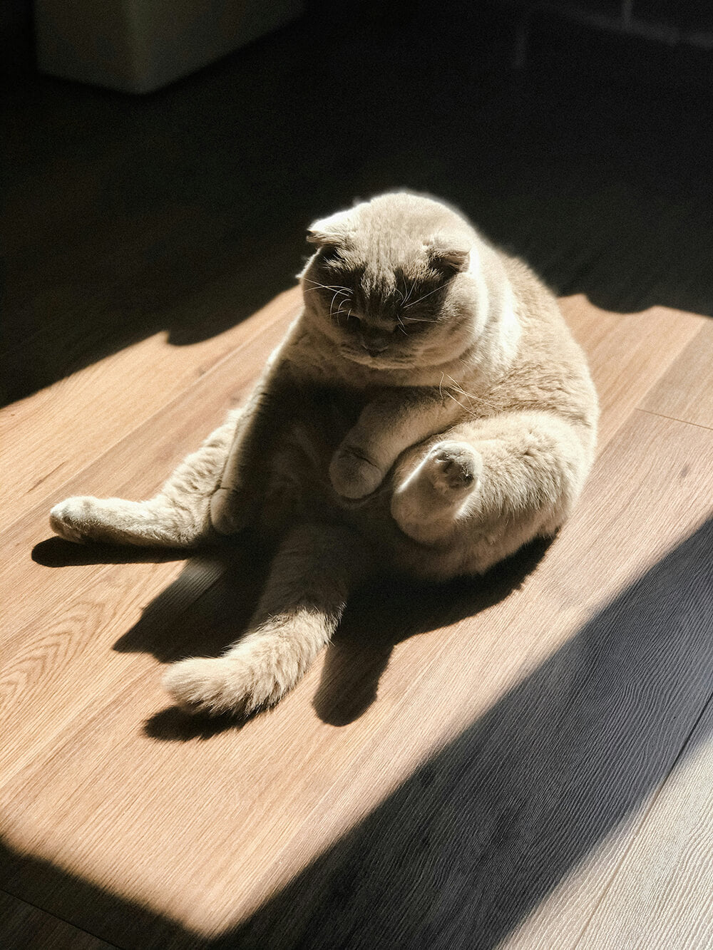 Is White Oak Hardwood Flooring Pet Friendly?